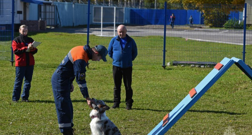 Сертификационные испытания кинологов и их питомцев провели на Камчатке (фото)