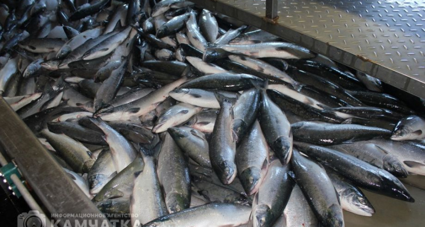 Камчатские рыбопромышленники освоили 71% от объёма возможного вылова лосося