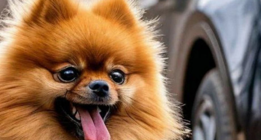 Суд в Петропавловске-Камчатском частично удовлетворил иск женщины, чья собака погибла под колёсами автомобиля