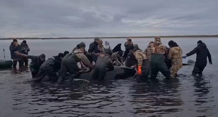 Сергей Лебедев поблагодарил участников операции по спасению косаток на Камчатке