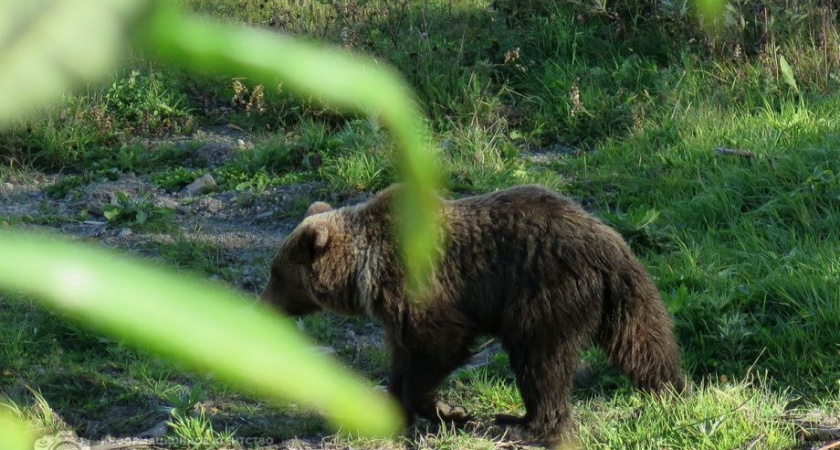 В Петропавловске в сторону улицы Рябиковской бежит медведь