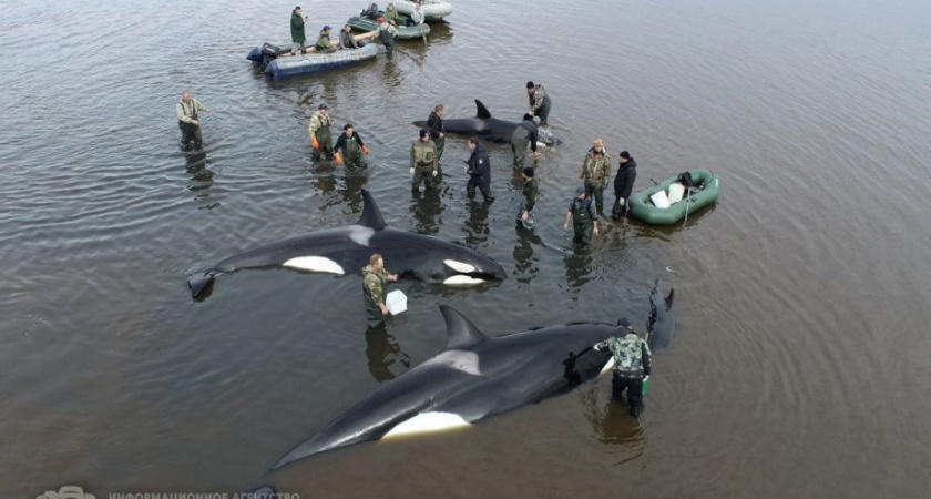 Сергей Лебедев: «Все косатки в море»
