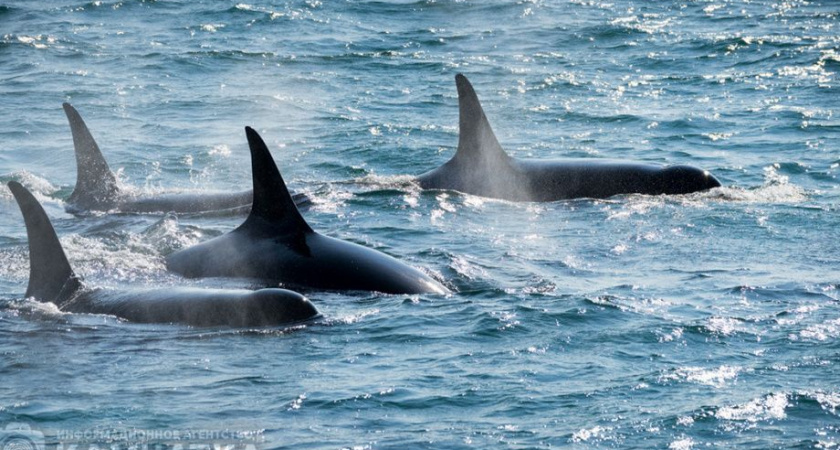 Трёхдневная операция по спасению косаток на Камчатке завершилась успешно