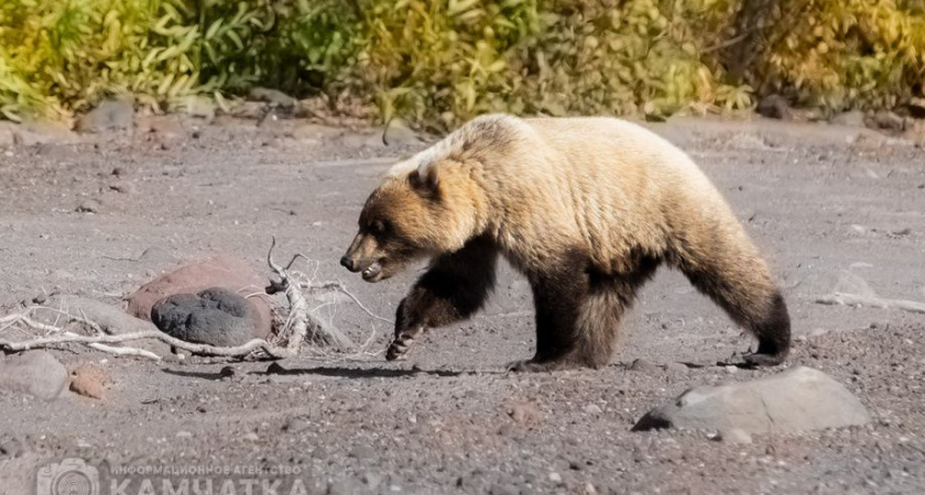 В Петропавловске из-за медведей продлили действие режима повышенной готовности