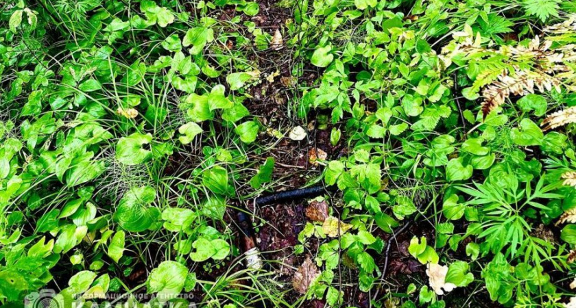 Спасатели задействуют беспилотник для поиска на Камчатке пропавших туристов