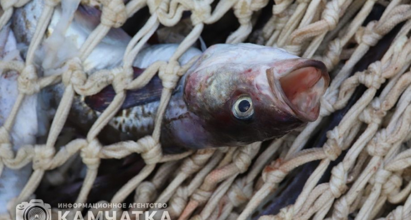Экспорт рыбопродукции с Камчатки за неделю вырос более чем в три раза