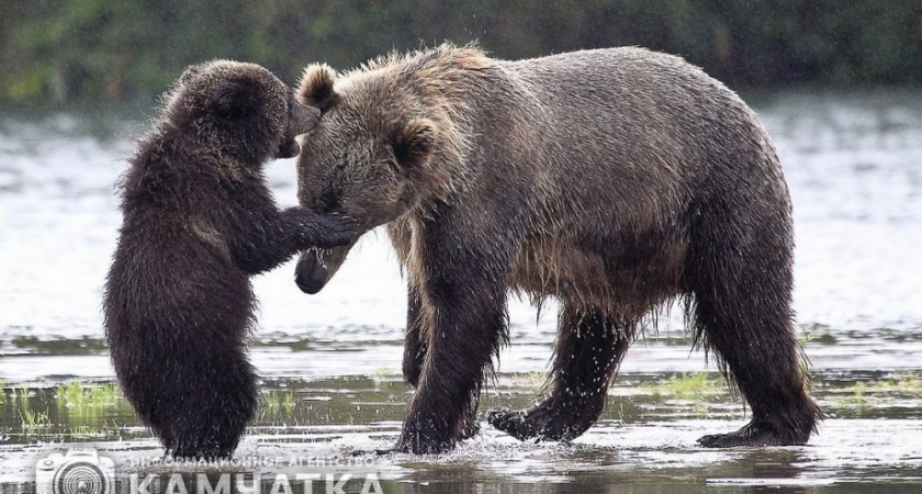 Осиротевшего на Камчатке медвежонка усыновила другая мама-медведица