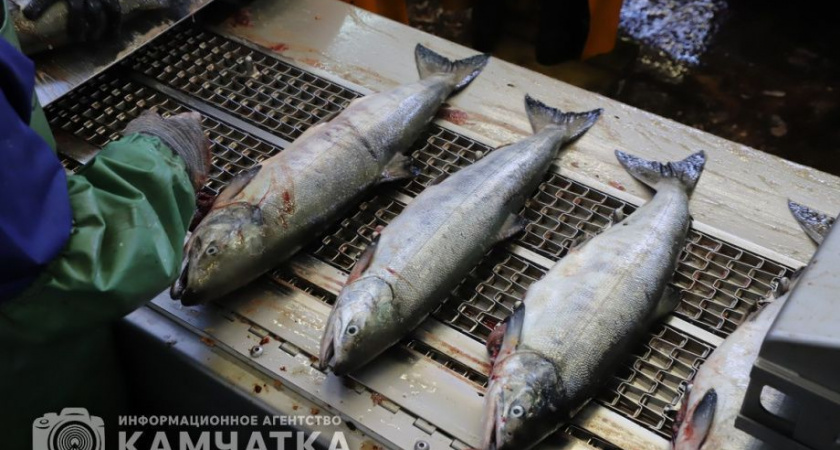 На Камчатке с начала года проконтролированы отправки более 10 тысяч тонн кормовой рыбной муки