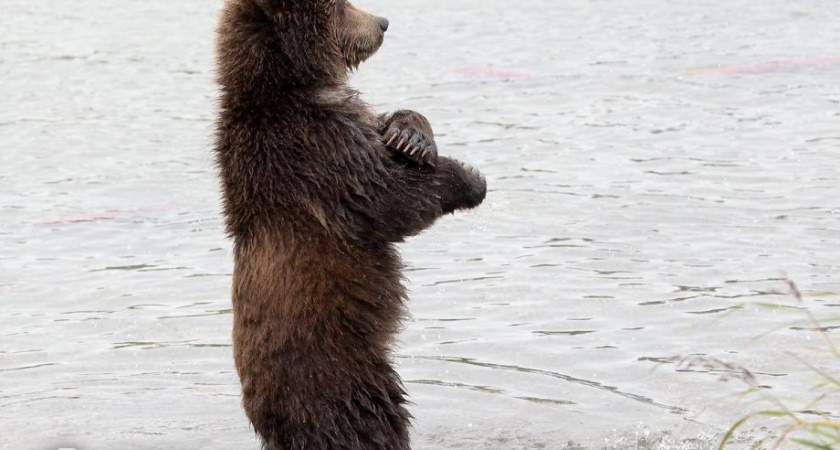Количество групп реагирования из-за выходов медведей на Камчатке увеличили до десяти