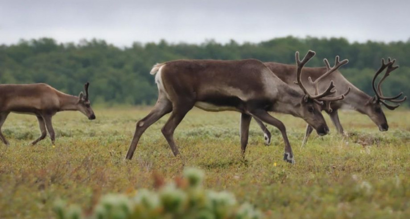 Дикий северный олень на Камчатке — путь к возрождению популяции