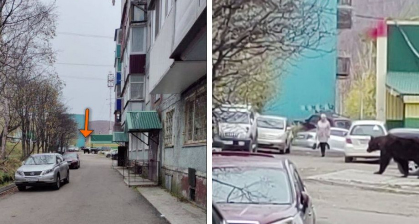 Медведь отстрелен в Петропавловске-Камчатском: ЧП на улице Кирдищева