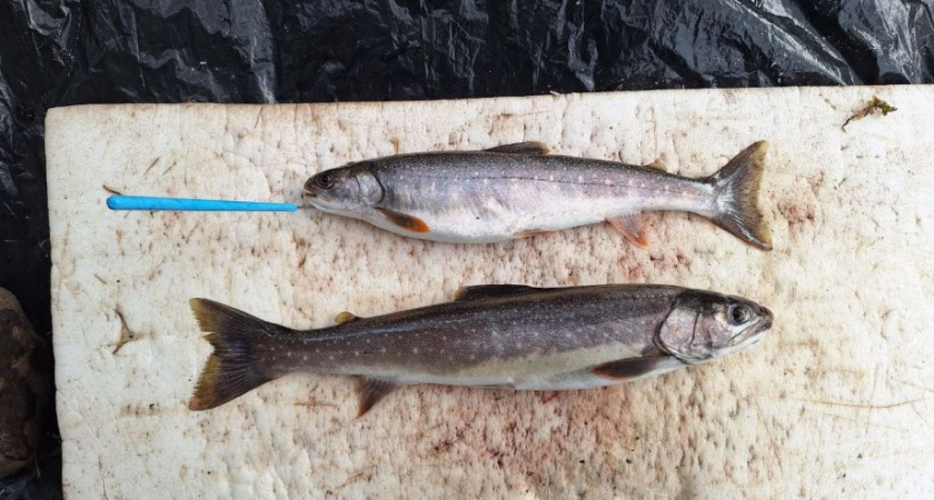 Ученые Камчатки обнаружили самый быстрый в мире случай эволюции гольцов