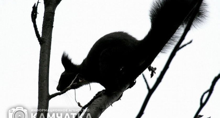 Камчатский охотовед расскажет об истории охоты на полуострове