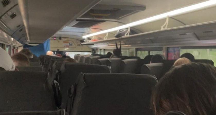 Водитель автобуса на Камчатке ответит в суде за пострадавшего пассажира