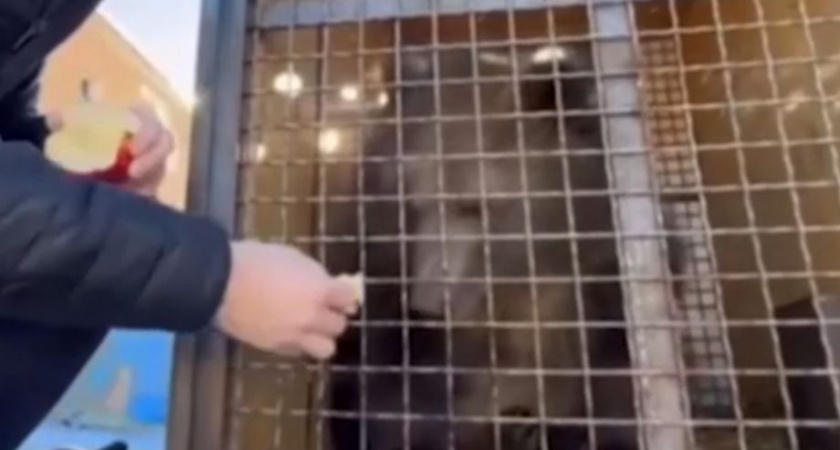 С Камчатки в Москву отправится сегодня осиротевший медвежонок