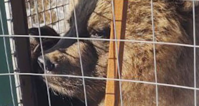 Спасли медвежонка: в течение недели малыш питался мясом своего погибшего от голода брата