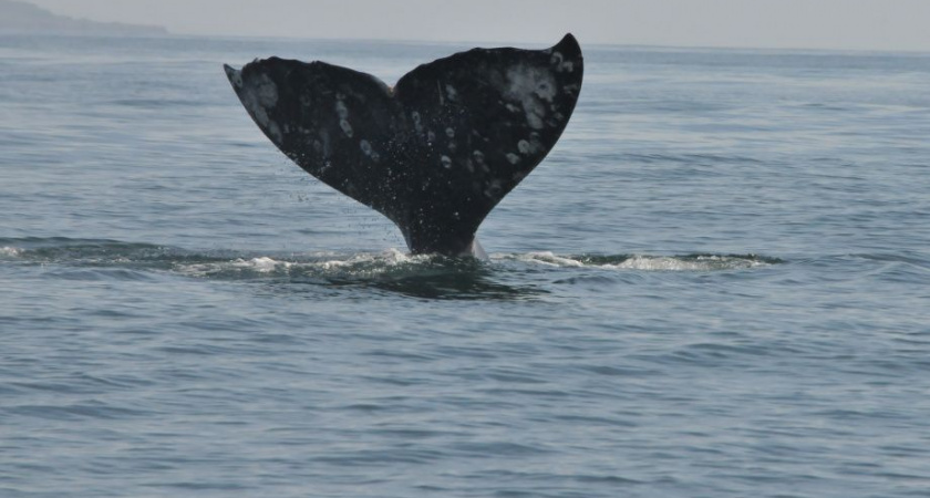 В разных частях Тихого океана серые киты питаются по-разному, хотя относятся к одному виду: учёные Кроноцкого заповедника