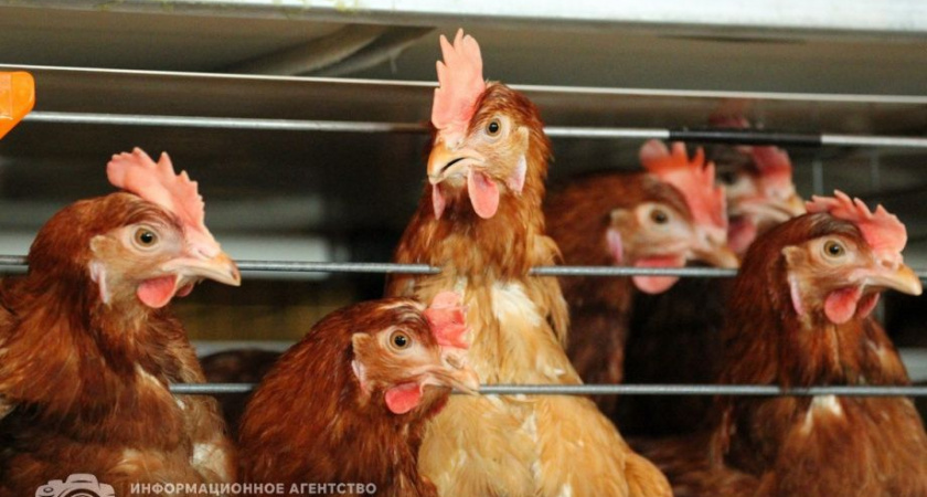 Владельцы местных хозяйств на Камчатке получают компенсацию за изъятых птиц