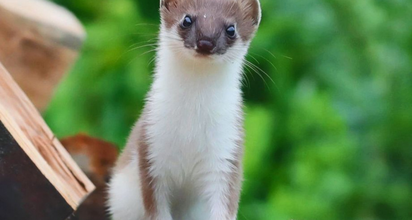 Кроноцкий заповедник объявил победителей конкурса