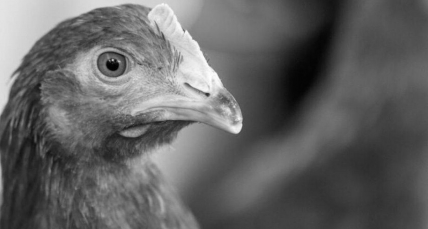 Компенсация за убитую домашнюю птицу будет выплачена: распоряжение губернатора 