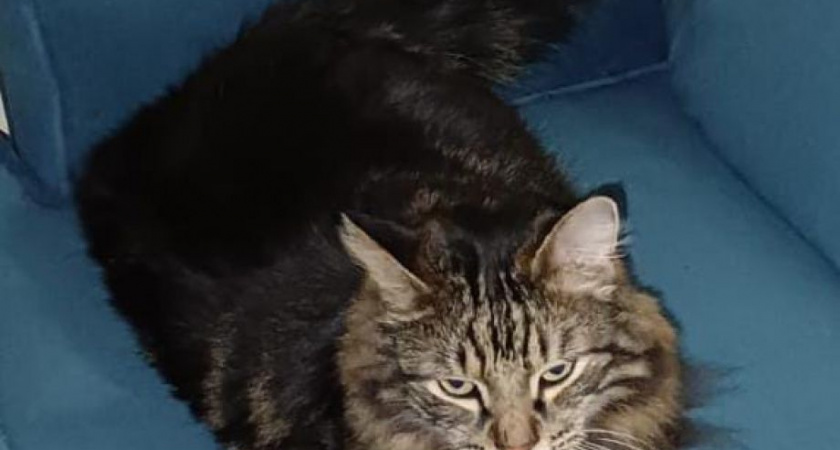 Добрый поступок для приюта «Оберег»