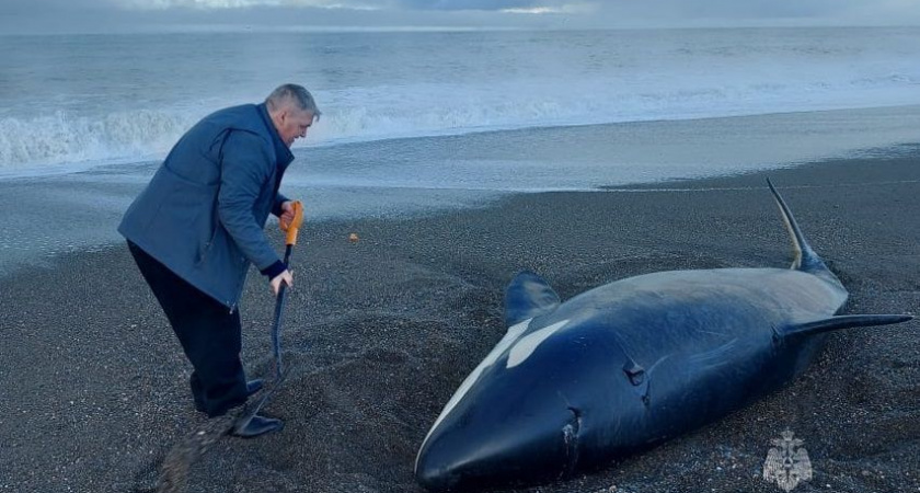 Косатку утром 14 ноября обнаружили на побережье Охотского моря рядом с селом Устьевого