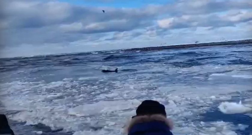 На Камчатке спасателям удалось вернуть косатку в море