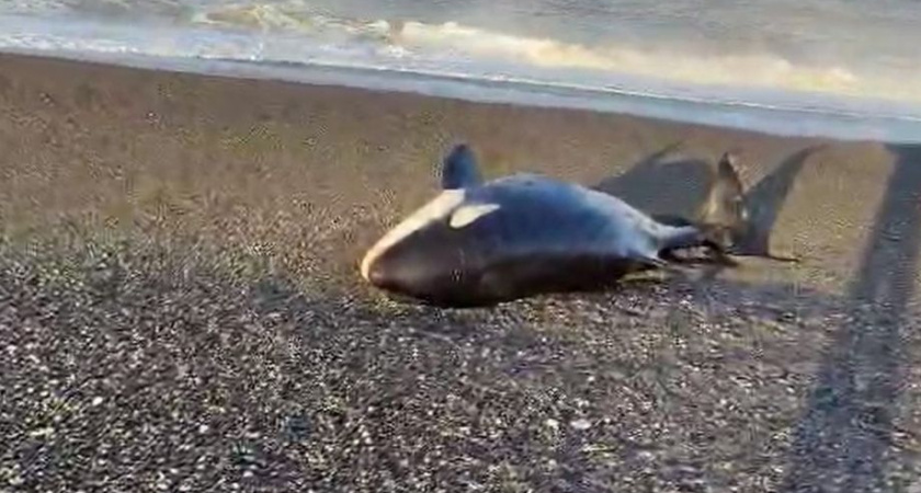 Камчатке предлагают помощь в деле спасения косаток. Открытое обращение к губернатору