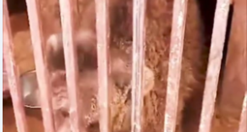 Камчатцы отбили медвежонка у взрослого самца