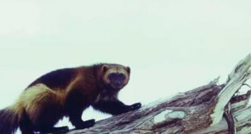В посёлке Раздольном поймали  росомаху
