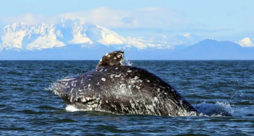 Киты и каланы продолжают наслаждаться жизнью в Кроноцком заливе