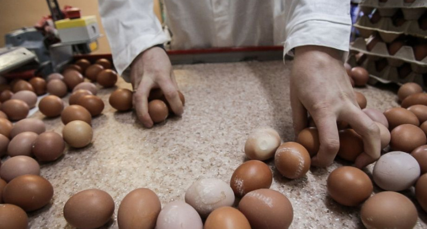 Без репрессий. За яичный коллапс на Камчатке никого не накажут