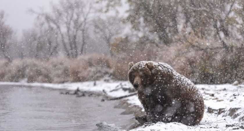 Медведь-шатун загрыз мужчину на Камчатке