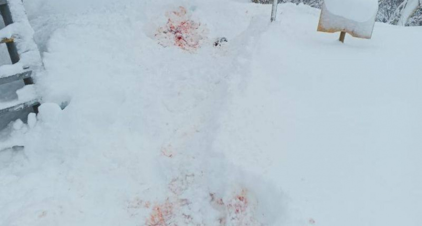 Жертвой медведя-шатуна на Камчатке стал заместитель гендиректора золотодобывающей компании