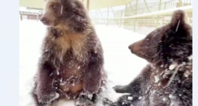 Медвежонок с Камчатки Потапыч счастливо живет в центре «Земля прайда»