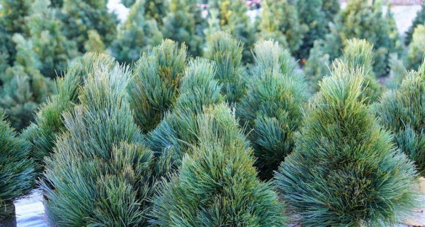 Первый елочный базар в столице Камчатки откроется в это воскресенье