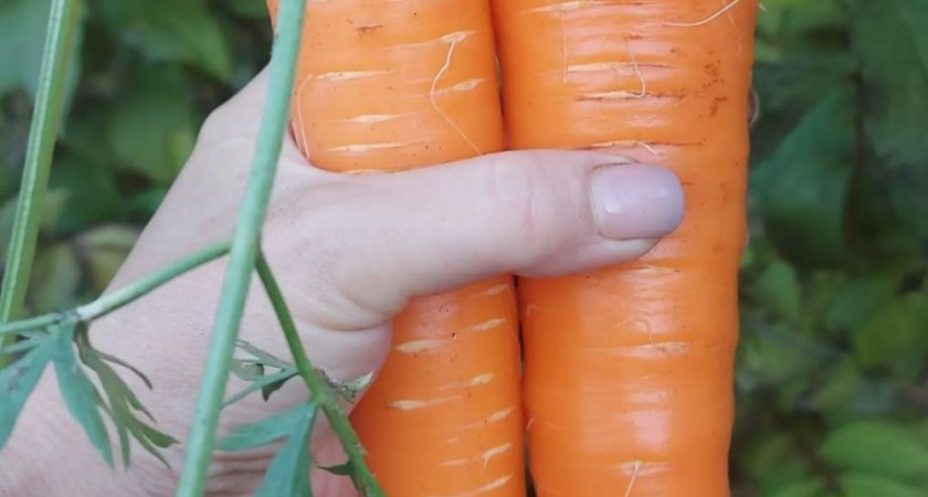 Ешь морковку, лук и хрен, будешь крепким, как кремень