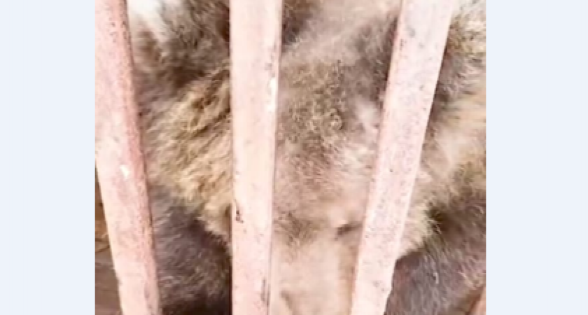 Девочка-медвежонок с Камчатки ждёт отправки в Подмосковье