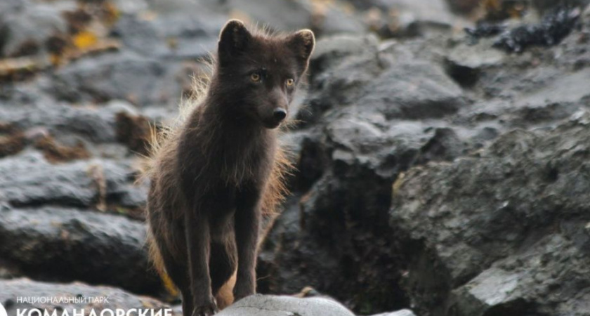 На острове Медный в Камчатском крае исчезает краснокнижный песец