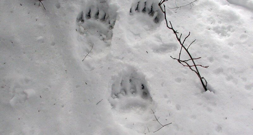 Бурым не спится. На Камчатке повсюду видят медвежьи следы
