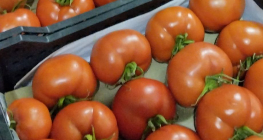 В Петропавловск-Камчатский не пропустили партию узбекских помидоров