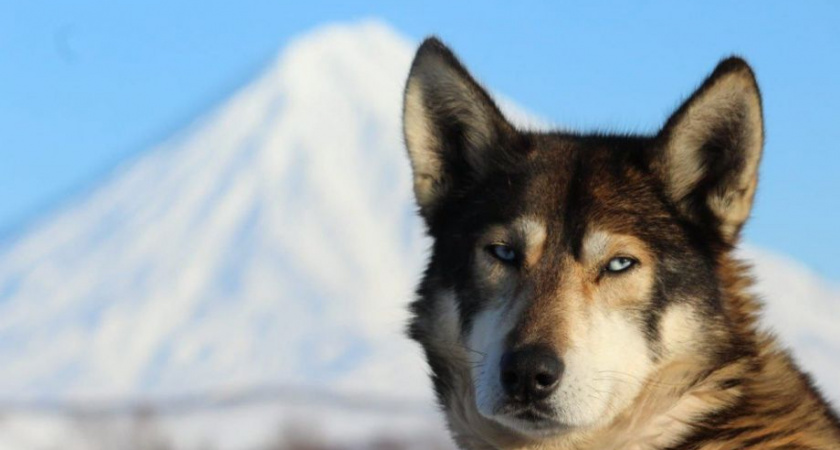 «Несчастье» помогло. Приюты для собак на Камчатке получили более 20 тысяч куриных яиц