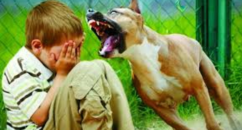 Покусанному собаками ребенку «Служба благоустройства» столицы Камчатки заплатит 1 млн рублей