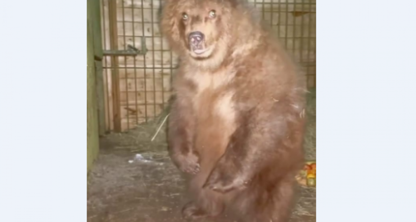 Еще один спасенный медвежонок с Камчатки переехал в Подмосковье