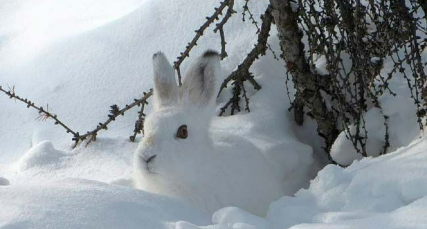 Охота на зайцев на Камчатке: инспекторы проверяют охотников