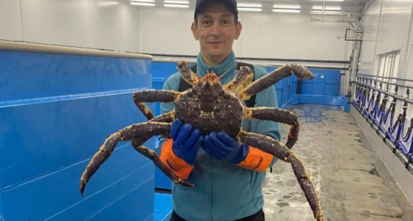 Насколько хватит запаса прочности у рыбной отрасли?