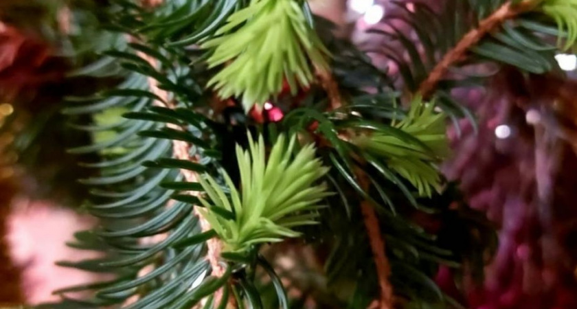 Ценители живых елок смогут сдать своих красавиц в утиль