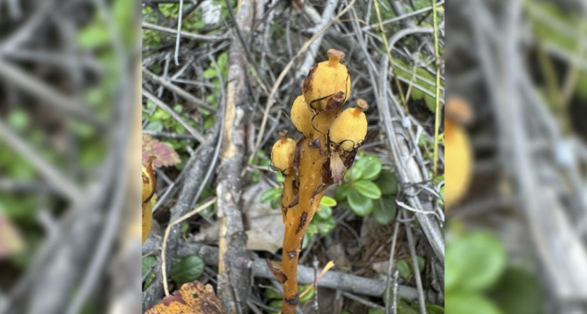 Новый вид растения нашли на Камчатке