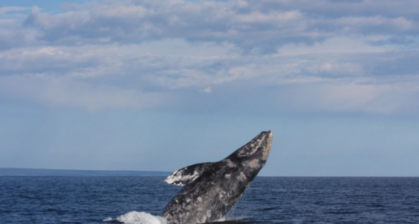 Принята стратегия защиты серых китов в Охотском море
