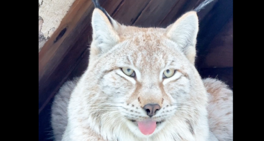 Рысь с Камчатки получила красивое имя в подмосковной «Земле прайда»